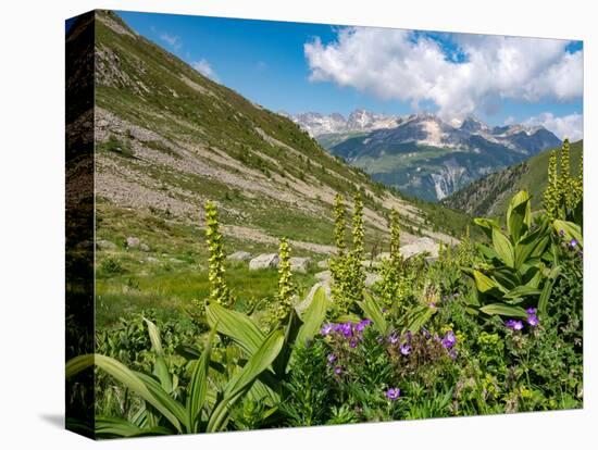 White false hellebore on a mountainside, Switzerland-Konrad Wothe-Premier Image Canvas