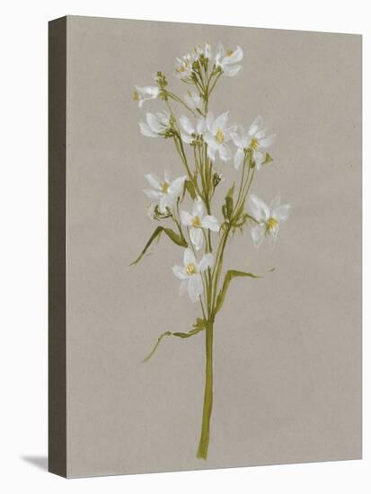 White Field Flowers I-Jennifer Goldberger-Stretched Canvas