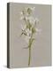 White Field Flowers I-Jennifer Goldberger-Stretched Canvas