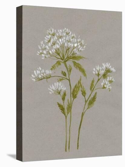 White Field Flowers IV-Jennifer Goldberger-Stretched Canvas