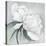 White Floral Bloom II-Asia Jensen-Stretched Canvas