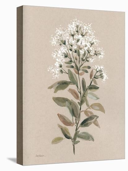 White Floral Stem II-Carol Robinson-Stretched Canvas