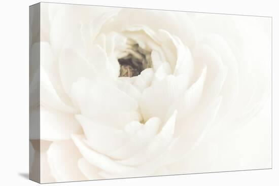 White Flower 02-Pictufy Studio III-Premier Image Canvas