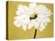 White Flower on Ochre-Soraya Chemaly-Premier Image Canvas