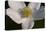 White Flower-Gordon Semmens-Premier Image Canvas