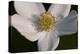 White Flower-Gordon Semmens-Premier Image Canvas