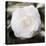 White Flower-Dan Meneely-Premier Image Canvas