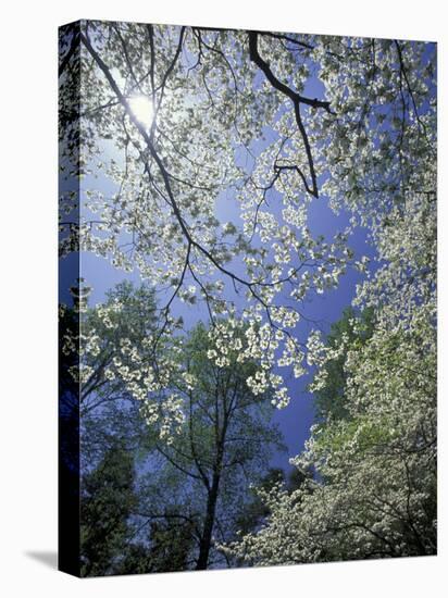 White Flowering Dogwood Trees in Bloom, Kentucky, USA-Adam Jones-Premier Image Canvas