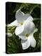 White Flowers on Palm Beach, Aruba-Lisa S. Engelbrecht-Premier Image Canvas