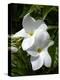 White Flowers on Palm Beach, Aruba-Lisa S. Engelbrecht-Premier Image Canvas