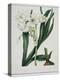 White Flowers with Long Dark Green Leaves-Samuel Holden-Premier Image Canvas