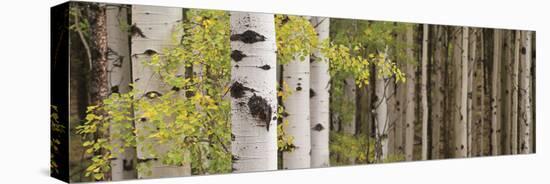 White Forest Standing-Heather Ross-Stretched Canvas