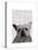 White French Bulldog Plain-Fab Funky-Stretched Canvas