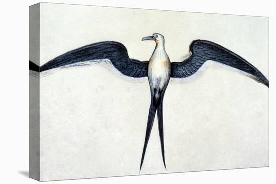 White: Frigate Bird-John White-Premier Image Canvas