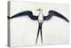 White: Frigate Bird-John White-Premier Image Canvas