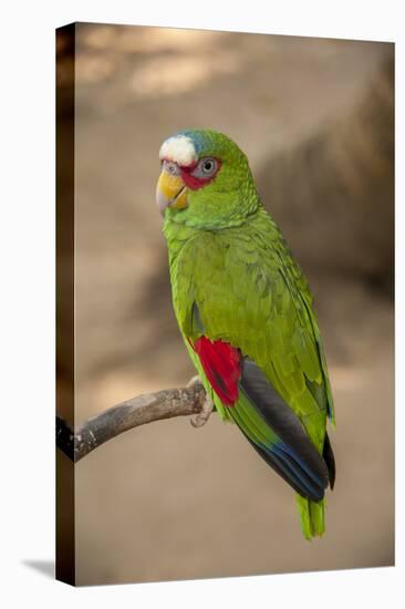 White Fronted Amazon Parrot, Roatan Butterfly Garden, Tropical Bird, Honduras-Jim Engelbrecht-Premier Image Canvas