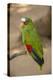 White Fronted Amazon Parrot, Roatan Butterfly Garden, Tropical Bird, Honduras-Jim Engelbrecht-Premier Image Canvas