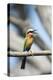 White-Fronted Bee-Eater, Chobe National Park, Botswana-Paul Souders-Premier Image Canvas