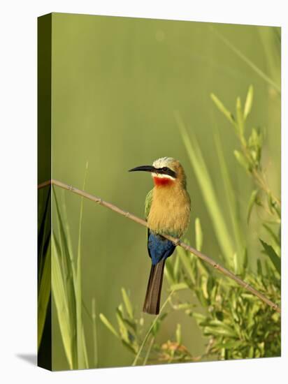 White-Fronted Bee-Eater, Kruger National Park, South Africa, Africa-James Hager-Premier Image Canvas