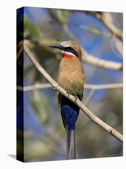 White-Fronted Bee-Eater (Merops Bullockoides), Chobe National Park, Botswana, Africa-Thorsten Milse-Premier Image Canvas