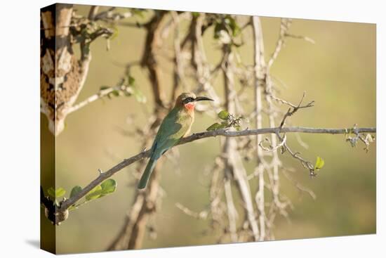 White Fronted Bee Eater (Merops Bullockoides), Zambia, Africa-Janette Hill-Premier Image Canvas
