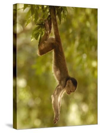 White-Fronted Capuchin Monkey Hanging From a Tree, Puerto Misahualli, Amazon  Rain Forest, Ecuador' Photographic Print - Pete Oxford | Art.com