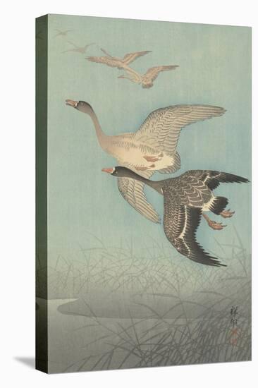 White-Fronted Geese in Flight, 1925-36-Shozaburo Watanabe-Stretched Canvas