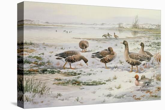 White Fronted Geese-Carl Donner-Premier Image Canvas