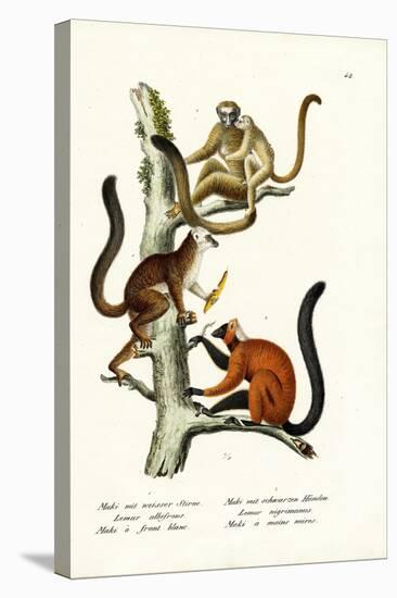 White-Fronted Lemur, 1824-Karl Joseph Brodtmann-Premier Image Canvas