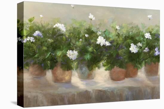 White Geraniums-Sheila Finch-Stretched Canvas