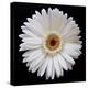 White Gerber Daisy-Jim Christensen-Premier Image Canvas