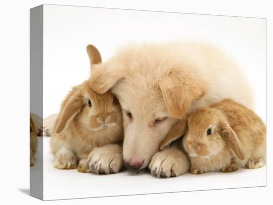 White German Shepherd Dog Puppy and Sandy Lop Baby Rabbits-Jane Burton-Premier Image Canvas