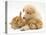 White German Shepherd Dog Puppy with Sandy Lop Baby Rabbits-Jane Burton-Premier Image Canvas