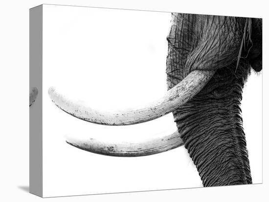 WHITE GOLD-Jaco Marx-Premier Image Canvas