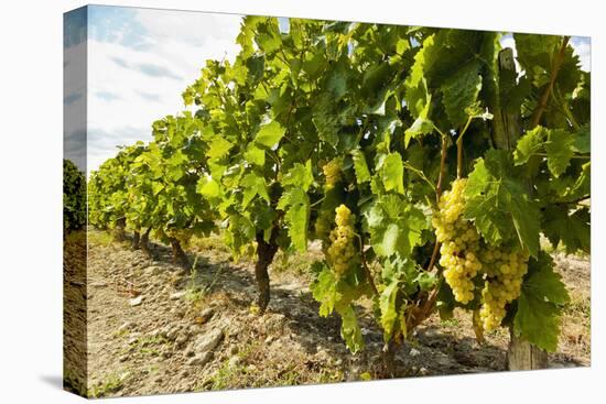 White grapes on a vine near the salt marshes of the island's north west coast, Le Gillieux, Ile de -Robert Francis-Premier Image Canvas