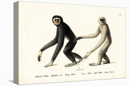 White-Handed Gibbon, 1824-Karl Joseph Brodtmann-Premier Image Canvas