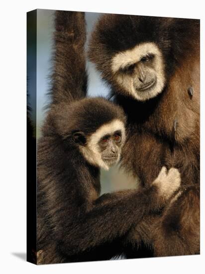 White Handed Gibbon Mother and Young, Endangered, from Se Asia-Eric Baccega-Premier Image Canvas
