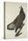 White-Headed Eagle, 1832-John James Audubon-Premier Image Canvas