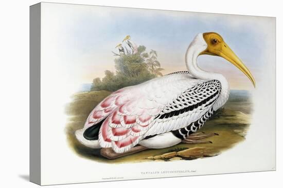 White-Headed Ibis; Tantalus Leucocephalus, C.1850-1873 (Hand-Finished Colour Lithograph)-John Gould-Premier Image Canvas