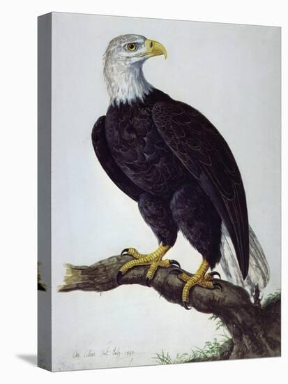 White-Headed Sea Eagle-Charles Collins-Premier Image Canvas