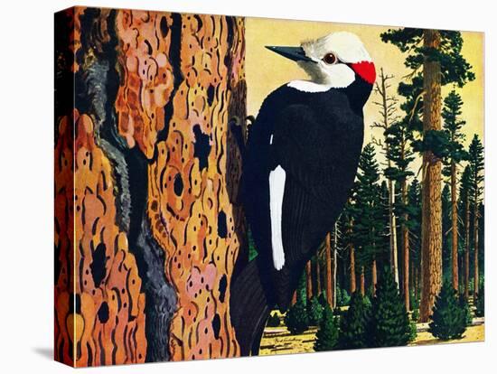 White Headed Woodpecker-Fred Ludekens-Premier Image Canvas