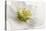 White Helleborus-Cora Niele-Premier Image Canvas