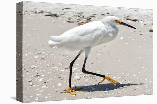 White Heron - Florida-Philippe Hugonnard-Premier Image Canvas