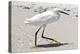 White Heron - Florida-Philippe Hugonnard-Premier Image Canvas