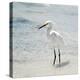 White Heron - Florida-Philippe Hugonnard-Premier Image Canvas