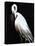 White Heron III-Kari Taylor-Premier Image Canvas