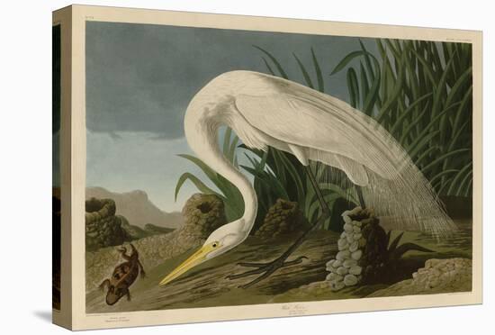 White Heron-John James Audubon-Stretched Canvas