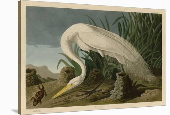 White Heron-John James Audubon-Stretched Canvas