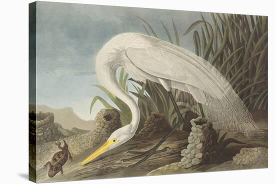 White Heron-James Audubon-Stretched Canvas