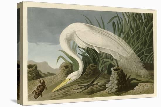White Heron-John James Audubon-Premier Image Canvas